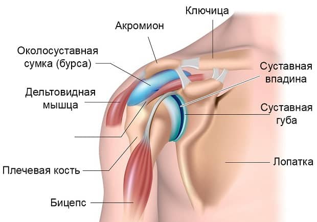 Анатомия плечевого сустава