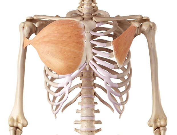 Большая и малая грудные мышцы