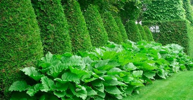 Большие листья лопуха хороши в ландшафтном дизайне