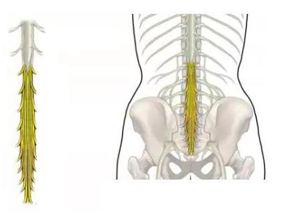 Как лечится компрессия спинного мозга у людей