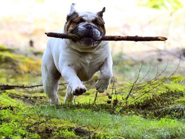 Лечение остеохондроза у собак