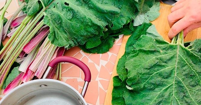 Листья репейника молодые, нежные и полезные