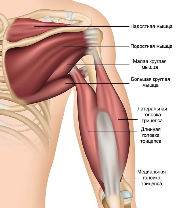 Мышцы, прикрепляющиеся к плечу