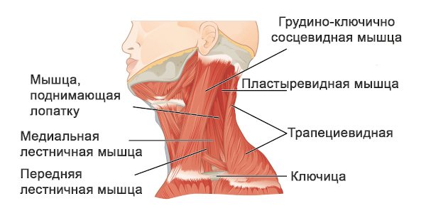 Мышцы шеи