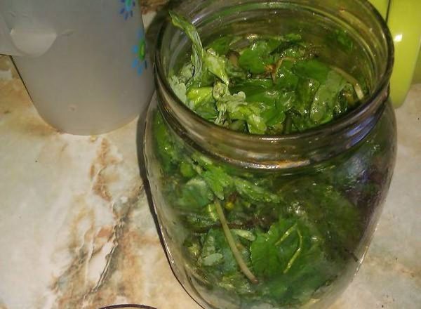 настой на чистотеле