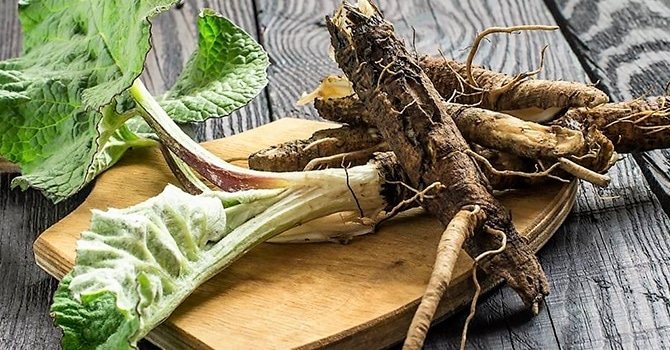 Насыщенные витаминами корни репейника