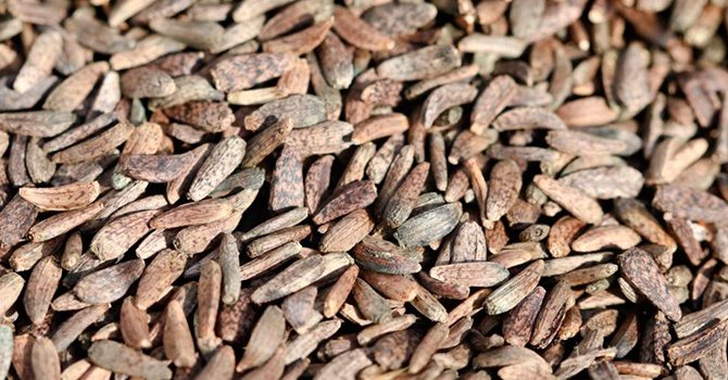 Необычные семена репейника