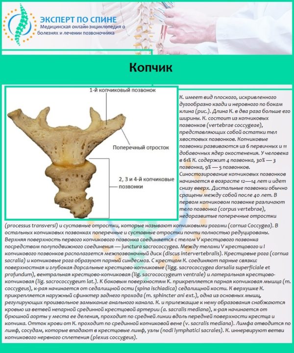 Отделы позвоночника человека за что отвечает каждый позвонок