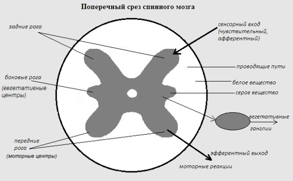 Отделы позвоночника человека за что отвечает каждый позвонок