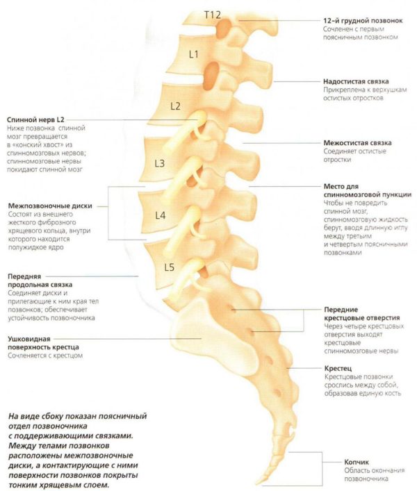 Отделы позвоночника человека за что отвечает каждый позвонок