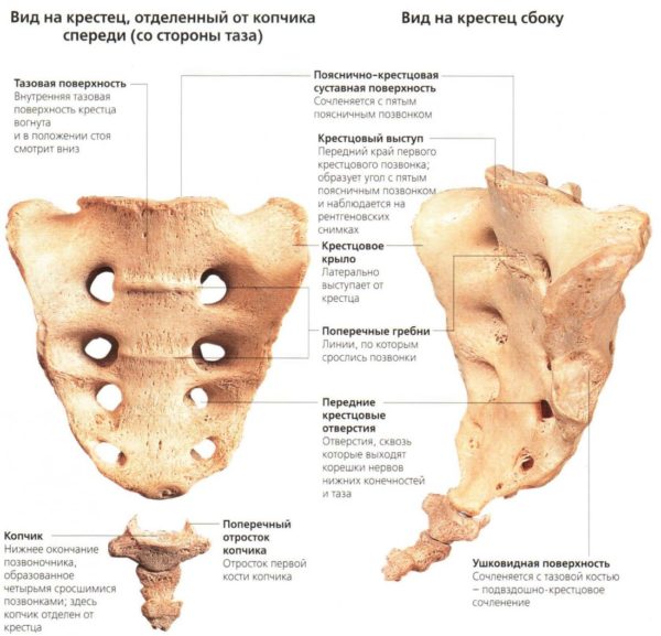 Отделы позвоночника человека за что отвечает каждый позвонок
