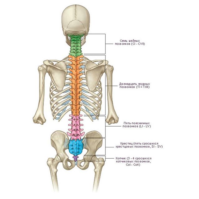 Отделы позвоночника человека за что отвечает каждый позвонок