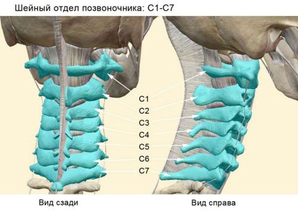 Отделы позвоночника человека за что отвечает каждый позвонок