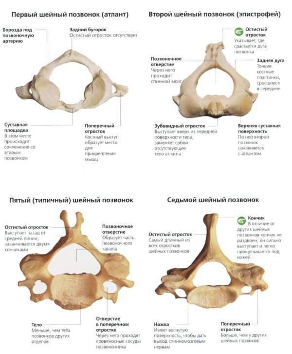 Отделы позвоночника человека за что отвечает каждый позвонок