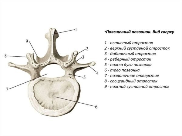 Отделы позвоночника человека за что отвечает каждый позвонок