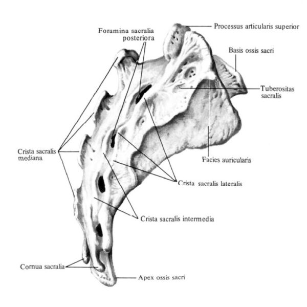 Отделы позвоночника человека за что отвечает каждый позвонок