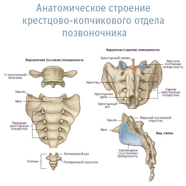 Строение крестцово-копчикового отдела позвоночника