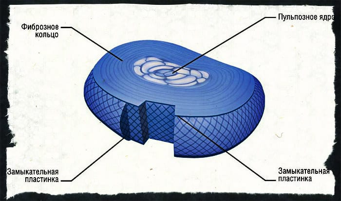 Строение межпозвоночного диска