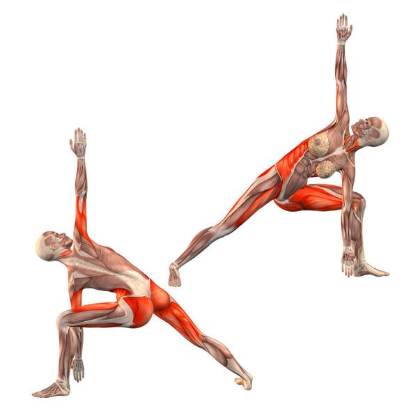 строение мышцы