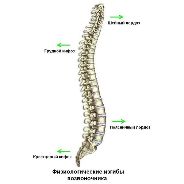 Существует термин физиологический кифоз - нормальный изгиб позвоночника