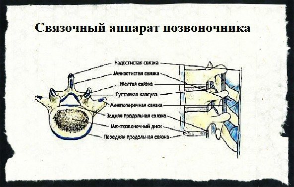 Связочный аппарат позвоночника