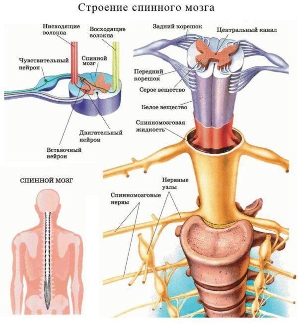 Упражнения после нагрузки на позвоночник